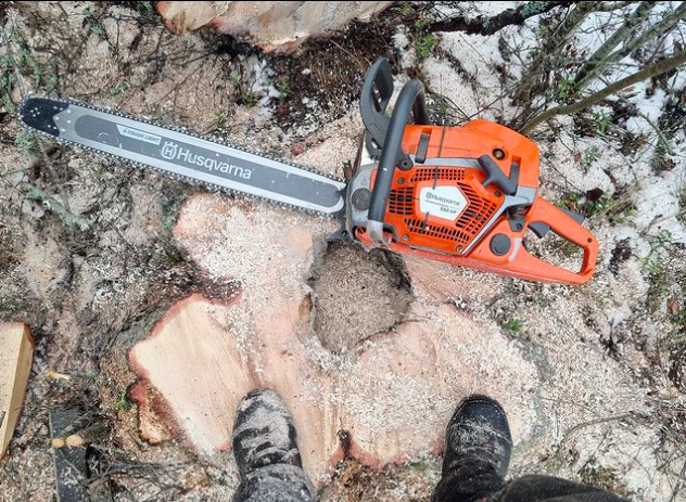 Ann Elisabeth Jacobsen arborist